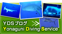YDSブログ